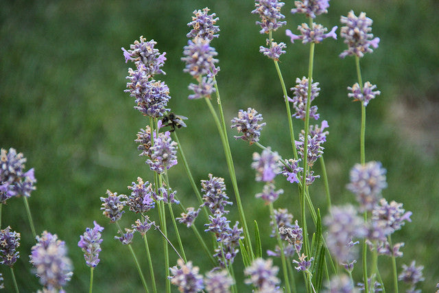 Let's talk Lavender