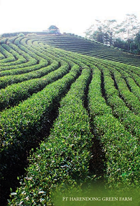 Milk Oolong